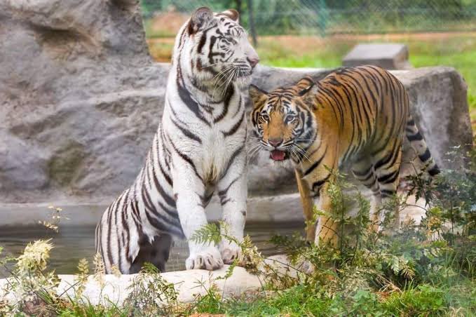 Dubai Radio Talk Show